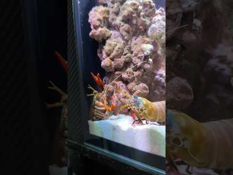 Mantis shrimp powerful punch #tucanaquatics #tuca