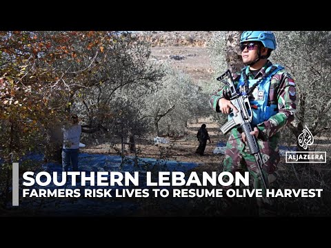 YouTube video thumbnail: Lebanese Farmers Harvest Olives Under UN Watch Near Volatile Israeli Border