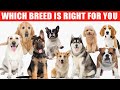 Dog Breeds and Their Characteristics