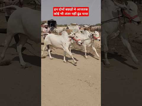 आजतक कोई माई का लाल इन दोनों बछड़ों मे अंतर नहीं ढूंढ पाया है👌Real Beauty😍 #ox #ytshorts #reels #बैल