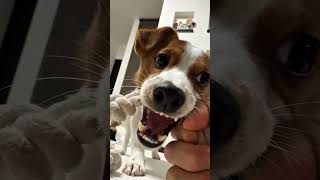 悪魔的に可愛い過ぎるパピー#shorts #犬