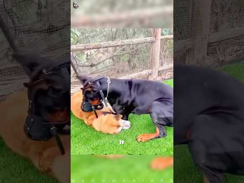 Doberman Protection ๐ฑ