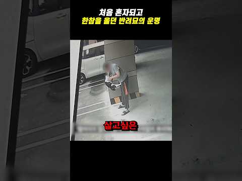 처음 혼자되고 한참을 울던 반려묘의 운명