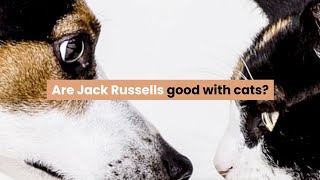 Are Jack Russells Good With Cats?