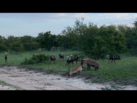 hyena kill attacking and stealing by pack of wild dogs video