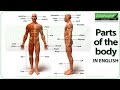 Human Anatomy Identification