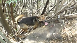 31 80Kg雄猪
