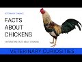 Chickens: Behavior and Biology