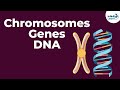 Genetic Structures and Functions