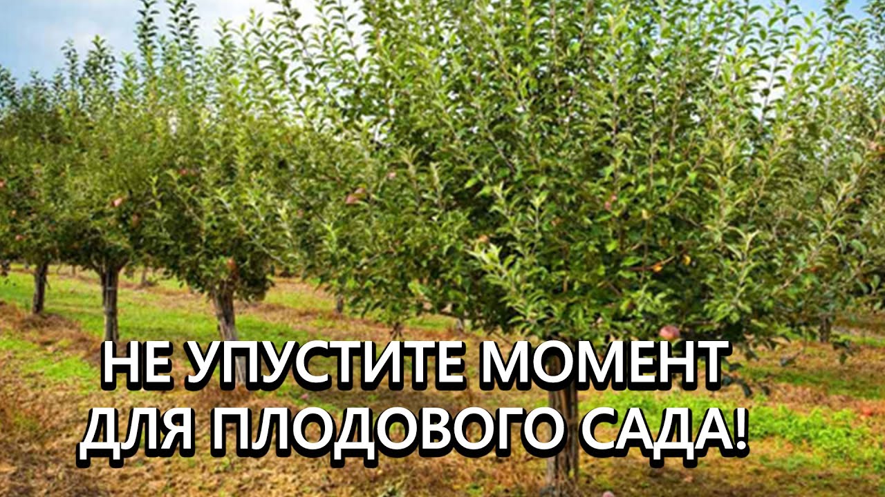 Подкармливаем деревья после плодоношения! Это реально повышает урожайность в 10 раз!