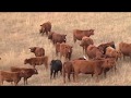 Understanding the Beef Lifecycle and Management