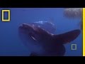 Mola Mola: Facts and Trivia