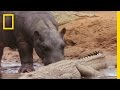 Hippos and Crocodiles: An Unlikely Interaction