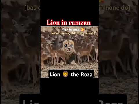 Me in Roza ll Lion The Roza 🦁😹#shorts#viral#trending#funnylion#funny #lion @Mr_Subhhan99