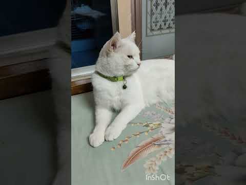 মাশাআল্লাহ 🙏🖤ওই যে আইয়াও পরছে #catlover #ভাইরাল_ভিডিও