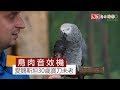 Animal Sounds and Actions in Video