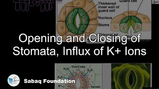 Opening and Closing of Stomata, Influx of K+ Ions