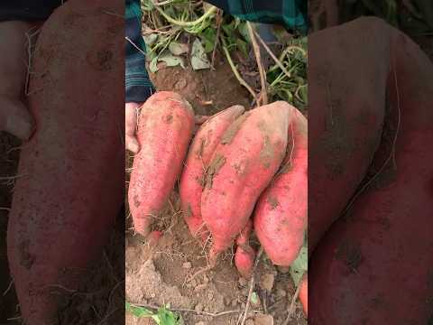 Harvesting potatoes from farmers l With rural life #satisfying #rural