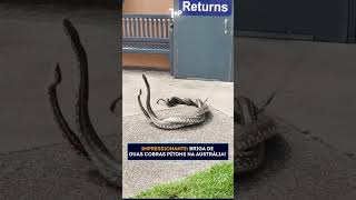 DUELO ENTRE DUAS COBRAS PÍTONS!
