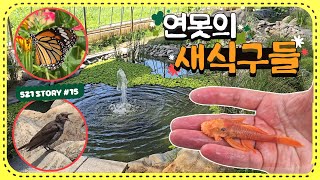 계속해서 늘어나는 521연못의 새식구들! 이번엔 어떤친구들이 투입될까요?