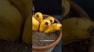 Apa jadinya buah pisang matang jika di tanam?