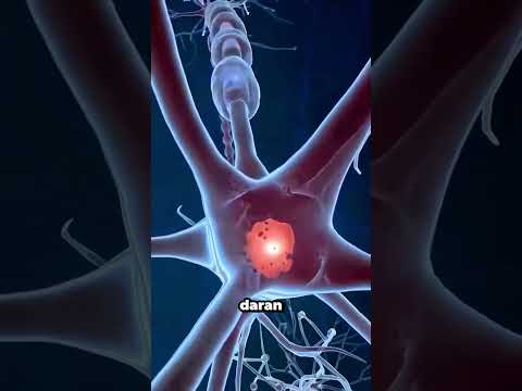 Das Geheimnis von zuckendem Fleisch entdeckt!