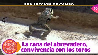 Toros para todos |¿Qué hace una rana en el abrevadero de unos toros bravos?