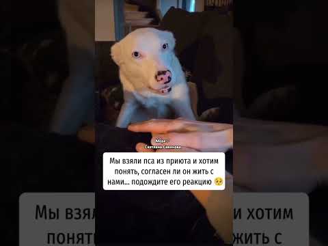 Пес из приюта, реакция #собакадругчеловека #собакаизприюта #собака
