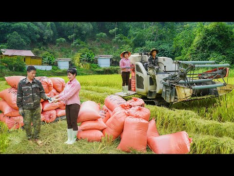 Harvesting Rice With a High-yield Combine, Dry To Preserve Rice - My Bushcraft / Nhất