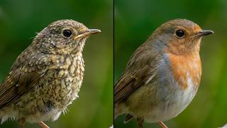 Die Verwandlung: Junges Rotkehlchen bekommt Farbe