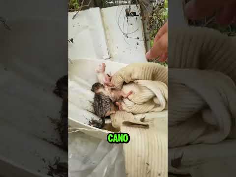 QUE CORAGEM ADMIRAVEL