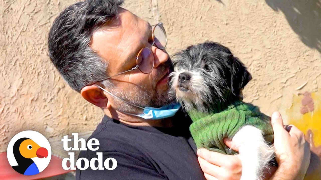 Little Old Man Dog Was Shaking Like A Leaf Until. Adoption Day