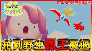 沒想到今天居然遇見＂鳳王＂😍還在一座新島嶼上遇見跟家人走失的可憐伊布😱【寶可夢Pokemon Pokopia】#09