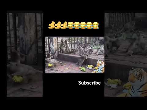 UNBOXING MONKEYS FEAR