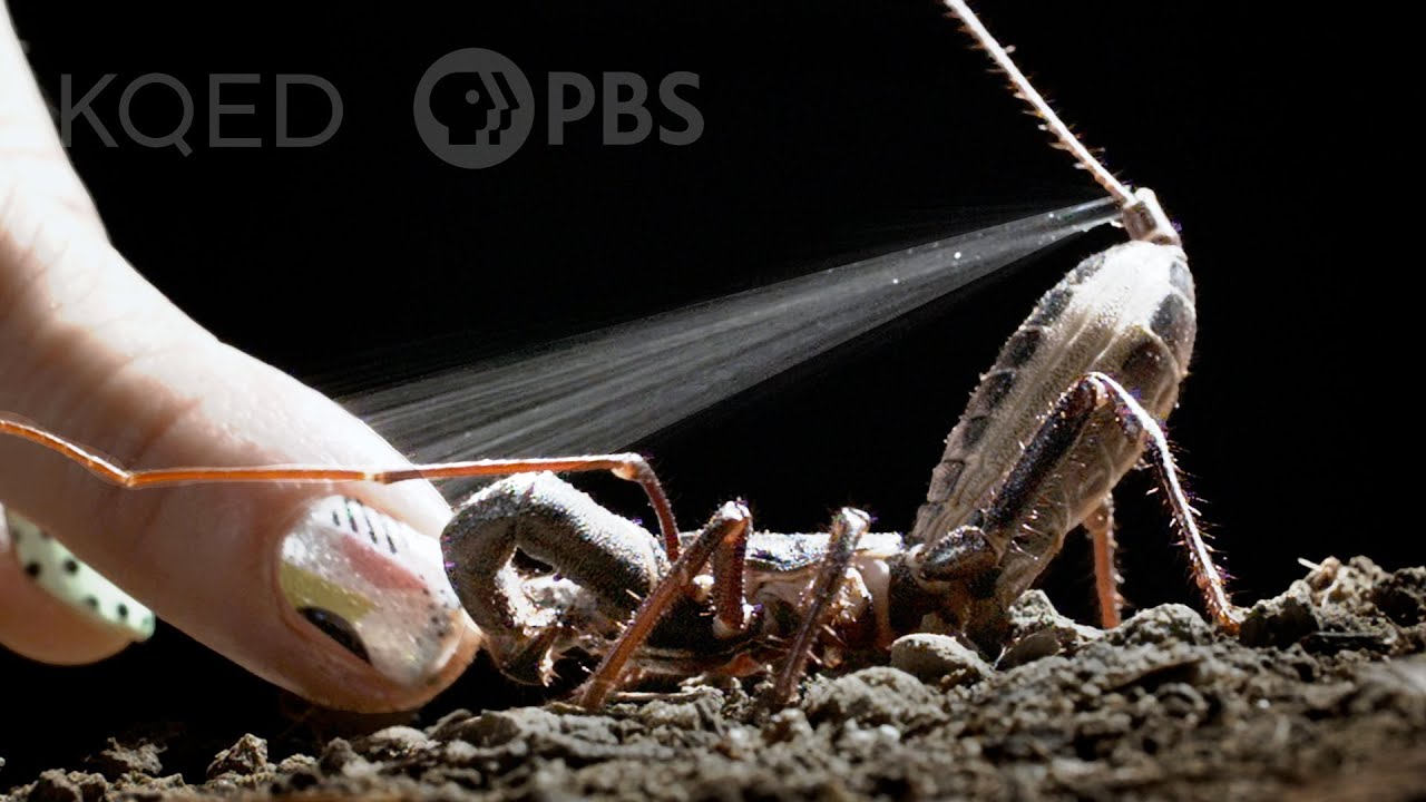 The Vinegaroon Sprays Acid to Foil Its Foes