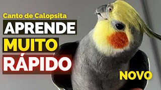 CALOSPITA CANTANDO Canto DE CALOPSITAS original para Alegrar Calopsitas Cantando - Assobio Calopsita
