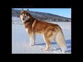 Siberian Husky Knowledge Assessment