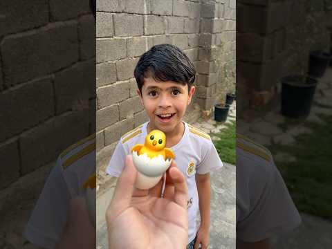 عصفور بالبيضة 🐣😂