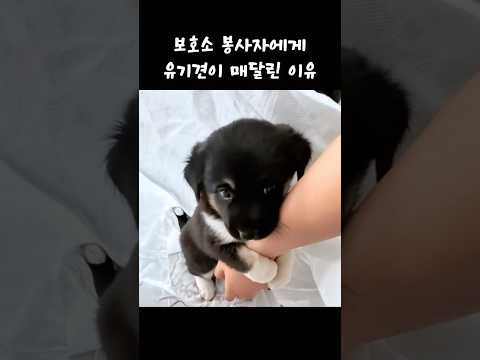 봉사자 품에 안긴 유기견… 그 눈빛에 오열한 이유