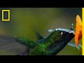 Hummingbird Survival Challenges