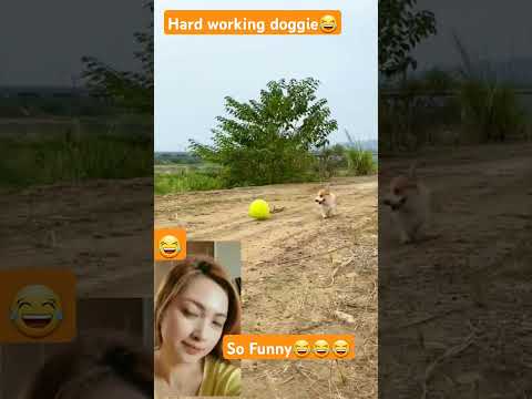Hard Working Dog😂