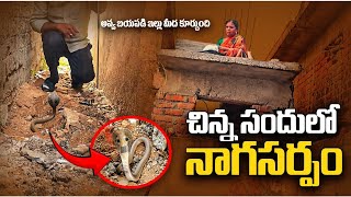#Indian #little cobra snake Rescue. ఐలాపూర్ contact.7396969617