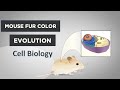 Hair Color Genetics and Functions