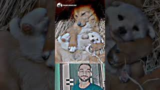 Unconditional love 😎❤️ WhatsApp Status #shorts Billionaire Attitude Status🔥 #motivational #quotes