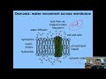Cell Transport Mechanisms Explained