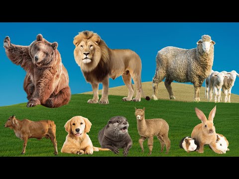 Wild Animal Sounds: Bear, Lion, Sheep, Cow, Dog, Otter, Rabbit – Amazing Jungle Sounds