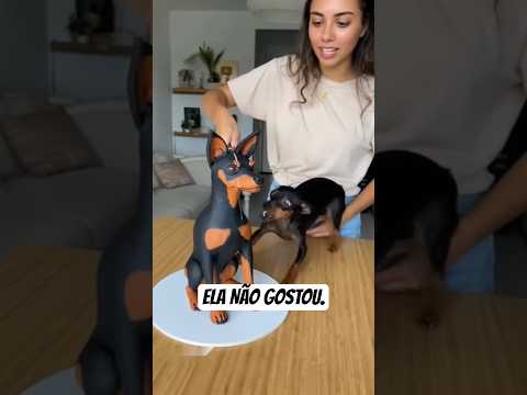 Pinscher reagindo ao bolo de pets. #funny #petsfofinhos #fypシ #animals #pets #memes