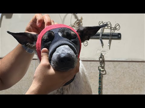 Adoptante para palomita !! 31 días! pobre palomita !