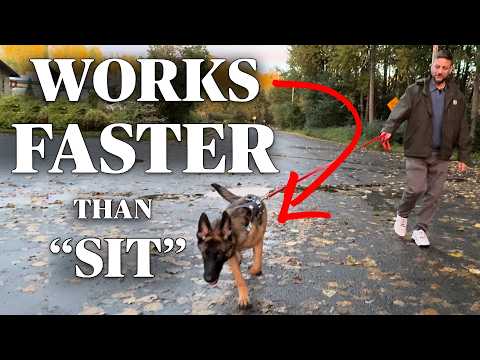 Trainer’s Secret: How To Train Your Dog to STAND Still 🤯