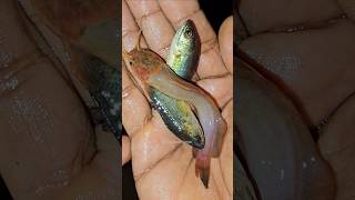 നൈറ്റ്‌ ഫിഷിങ്ങിനിടയിൽ കണ്ട ഡെഡ് ബോഡി😮🔥#short #shorts